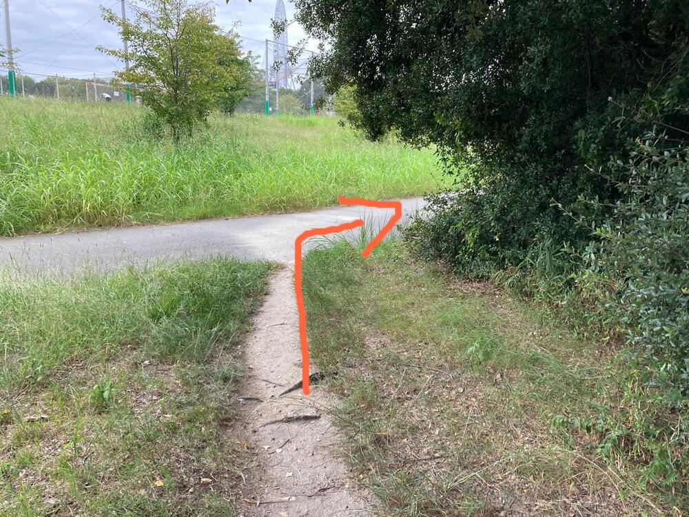 万博記念公園 トレイルコースの写真16