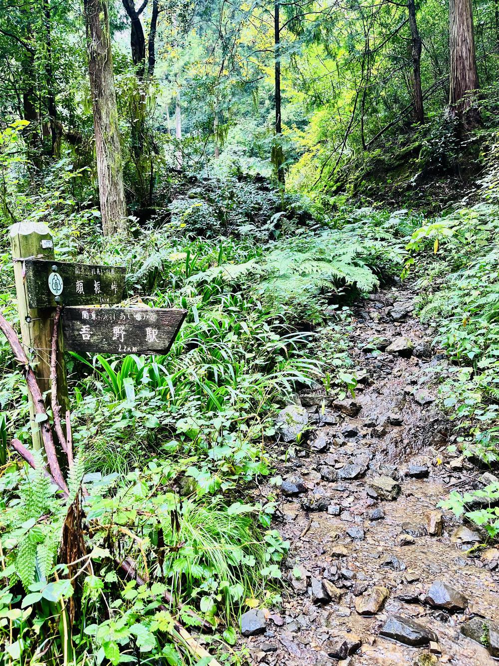 大人の遠足⛰️奥武蔵 巾着田の曼珠沙華  顔振峠〜ユガテ〜北向地蔵〜日和田山〜巾着田(曼珠沙華)〜宮沢湖の写真3