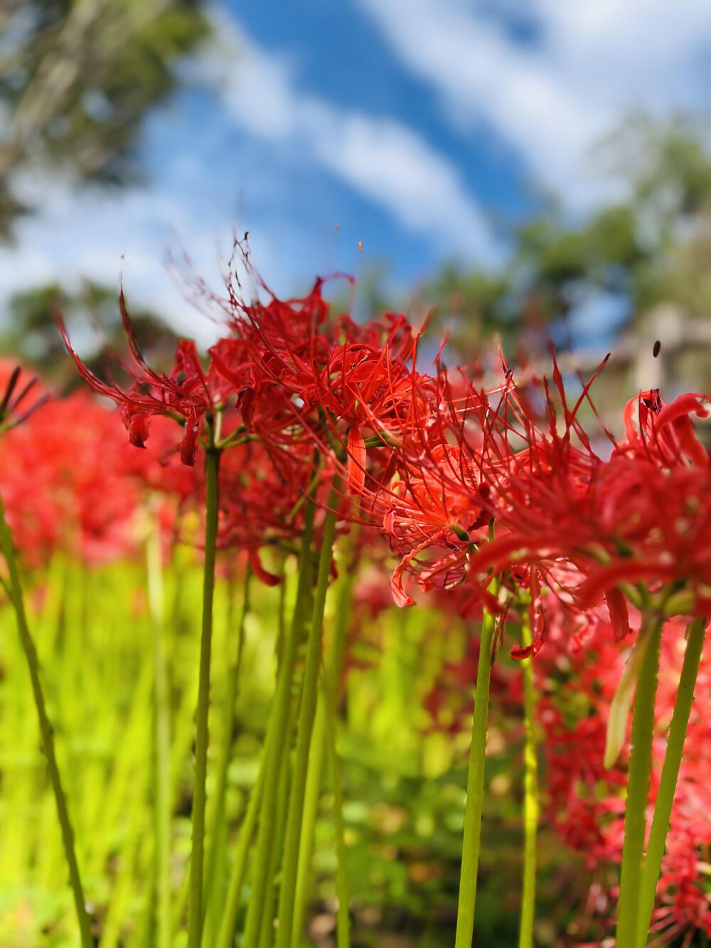 大人の遠足⛰️奥武蔵 巾着田の曼珠沙華  顔振峠〜ユガテ〜北向地蔵〜日和田山〜巾着田(曼珠沙華)〜宮沢湖の写真15