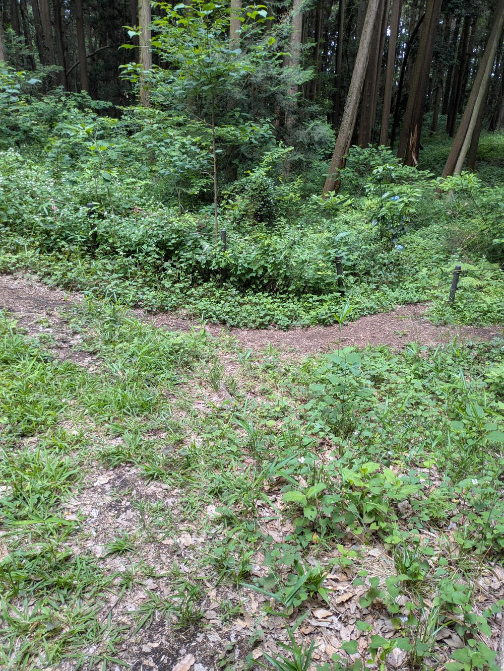 横浜瀬谷　上川井・瀬谷市民の森周回コースの写真6
