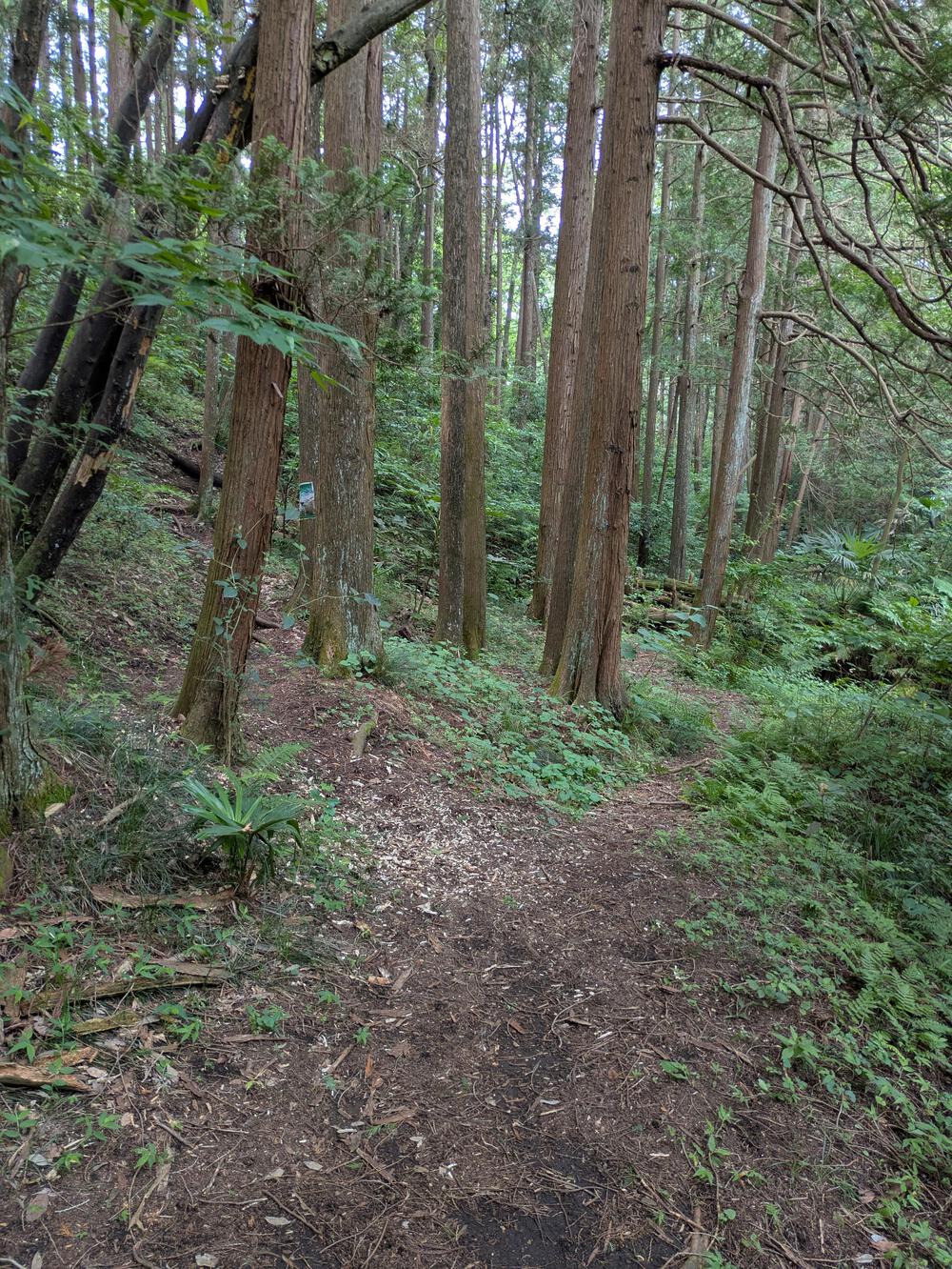 横浜瀬谷　上川井・瀬谷市民の森周回コースの写真7
