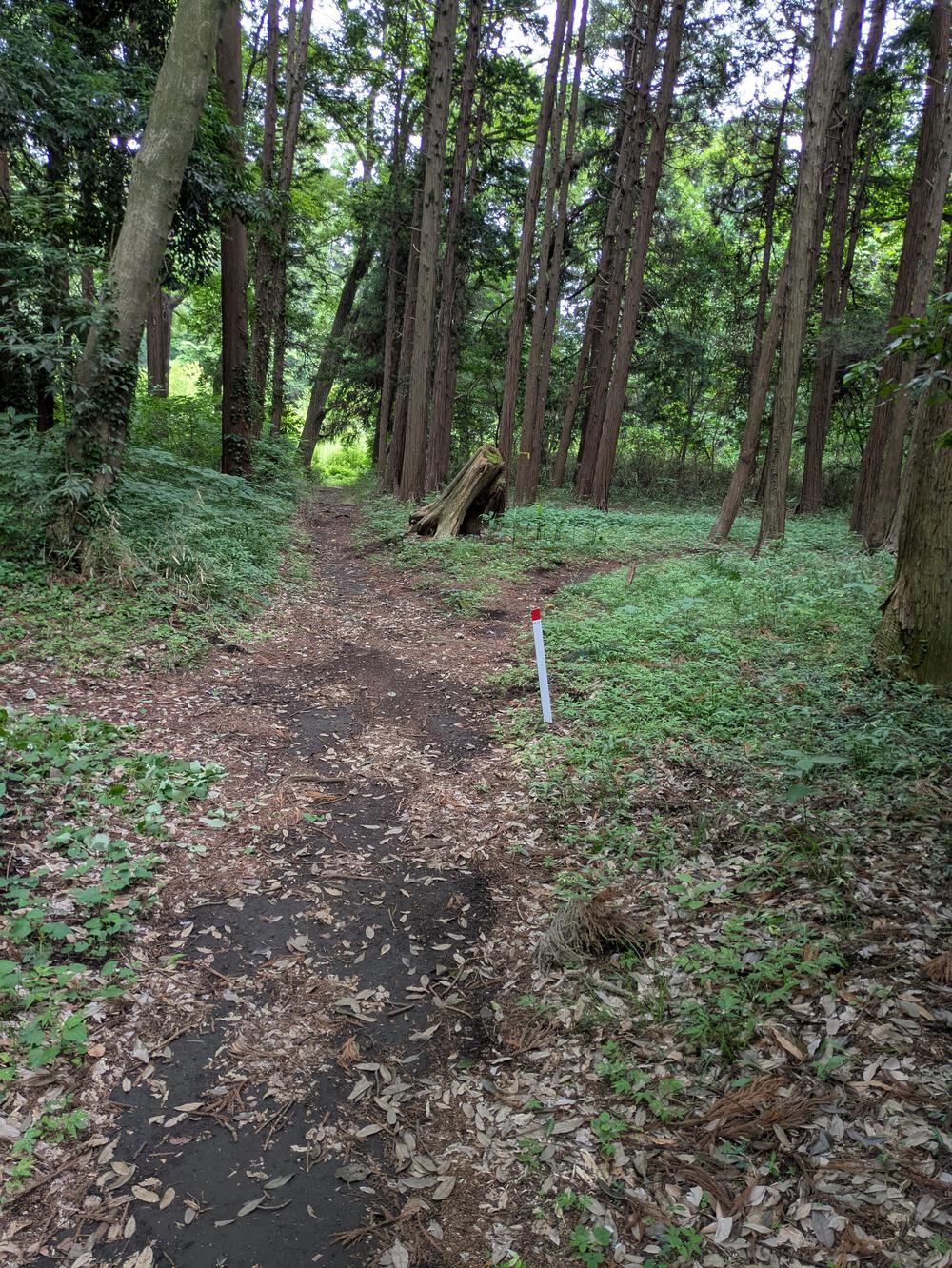 横浜瀬谷　上川井・瀬谷市民の森周回コースの写真9
