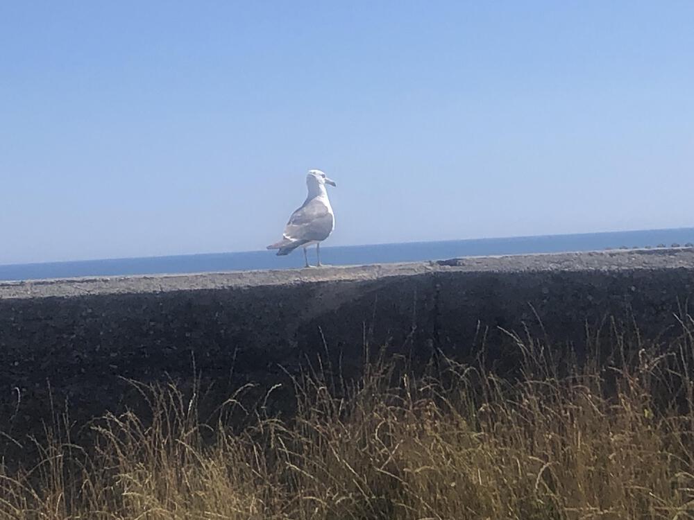 富山の海岸線制覇その3 入善町前編13.8kmの写真4