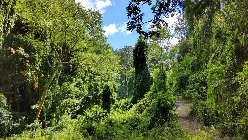 マキキ・バレー・ループ・トレイル＋タンタラスの丘の写真5