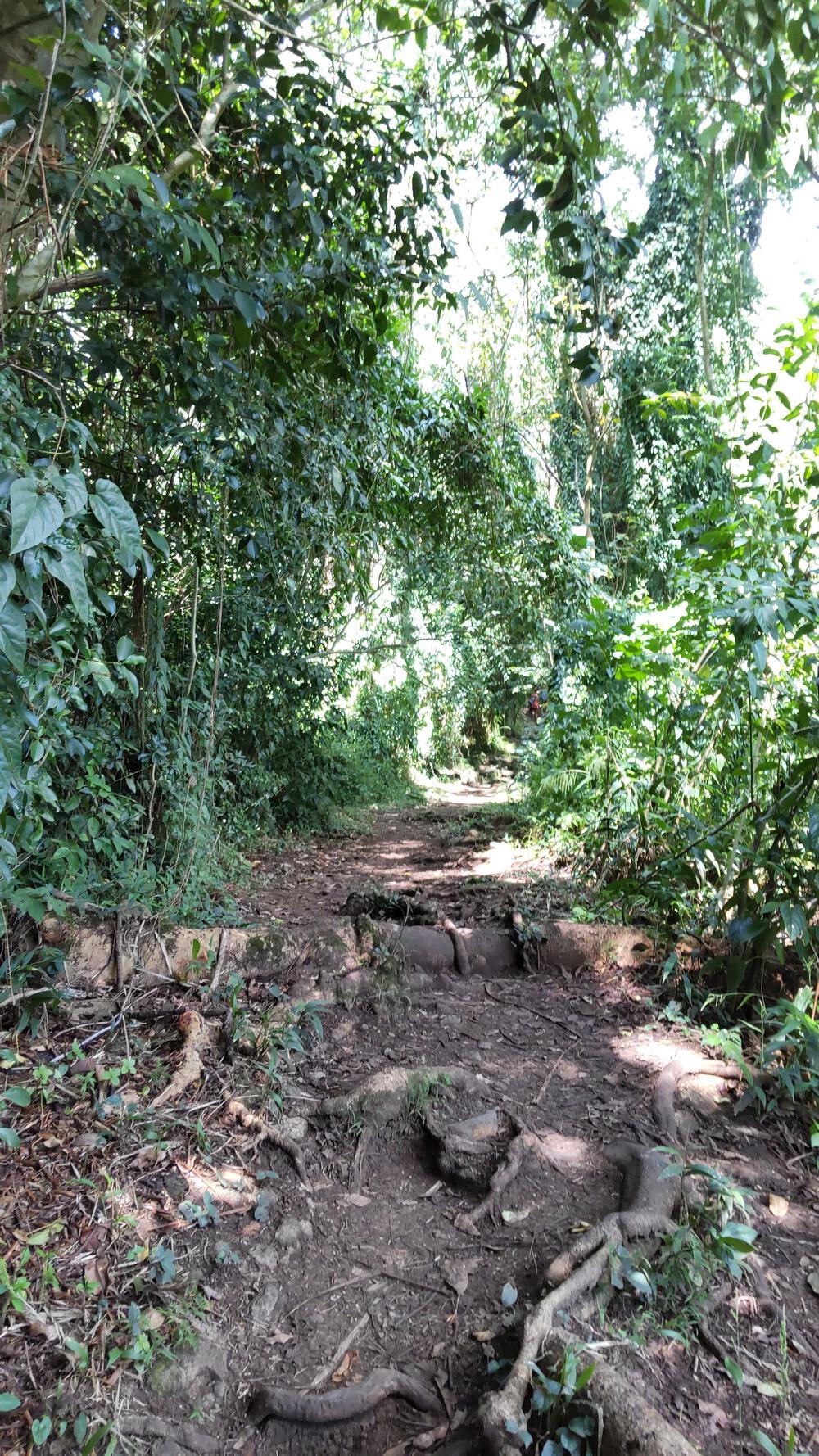 マキキ・バレー・ループ・トレイル＋タンタラスの丘の写真6