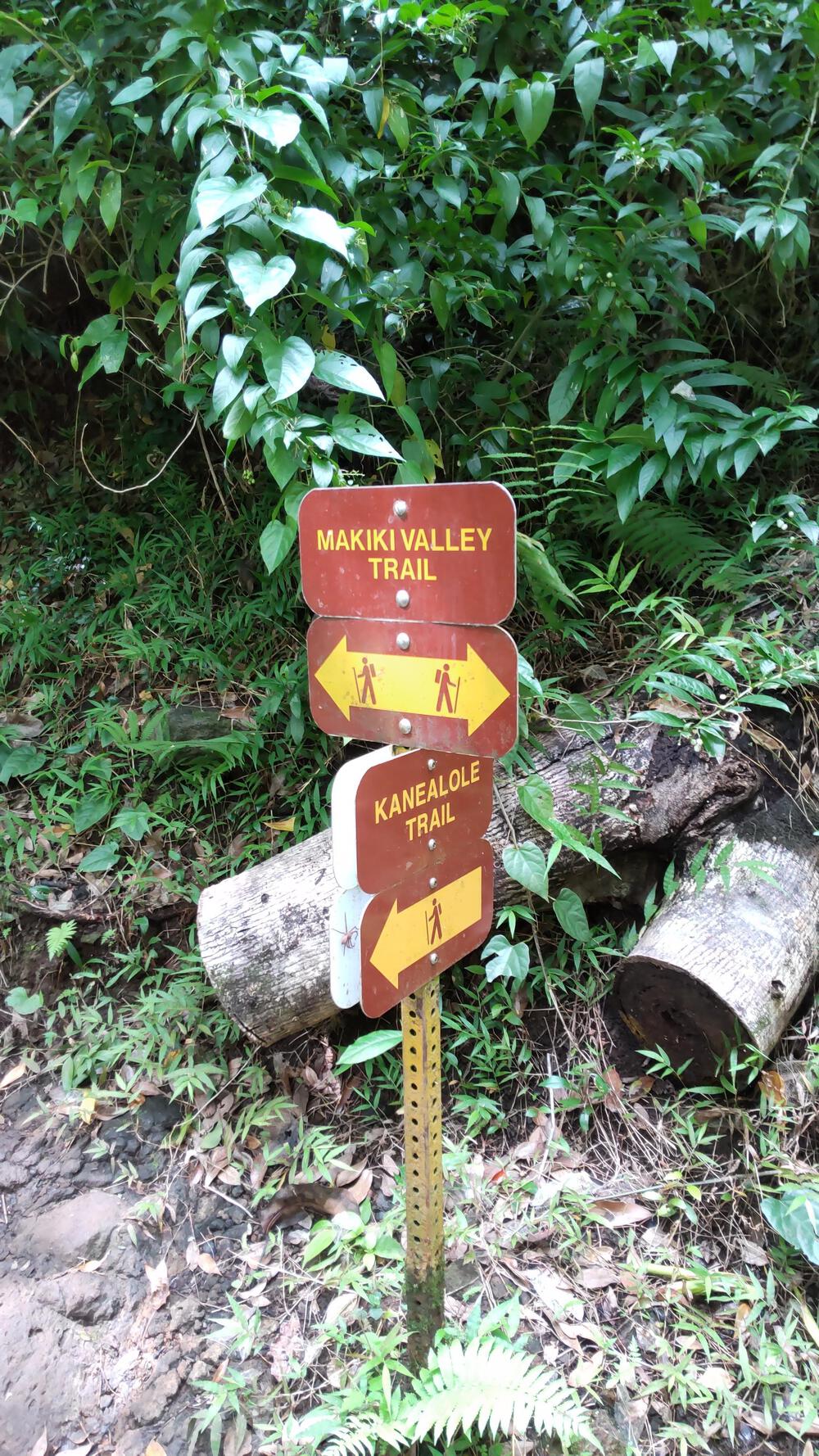 マキキ・バレー・ループ・トレイル＋タンタラスの丘の写真7