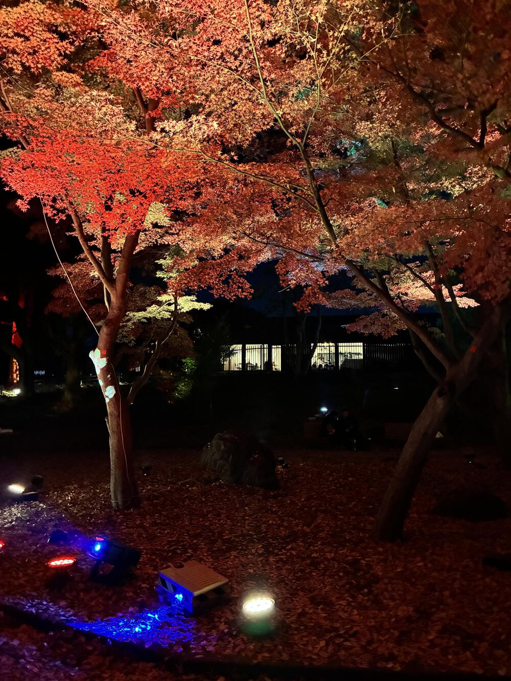 北区イルミネーション満喫10kmの写真5