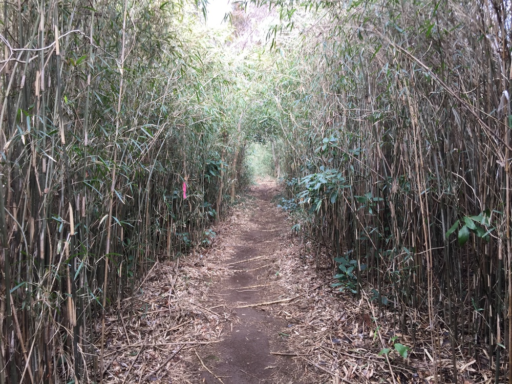 街中トレイル　袖ケ浦のかまくら街道の写真7