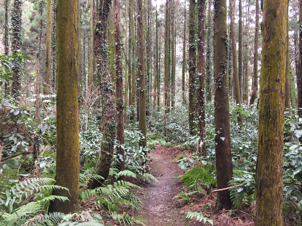 街中トレイル　袖ケ浦のかまくら街道の写真8