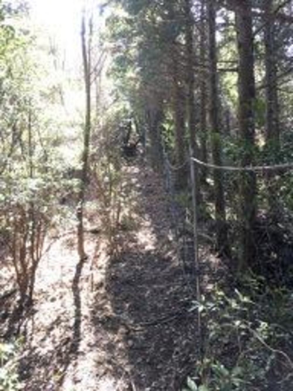 飯森山〜草添山トレラン♫の写真3