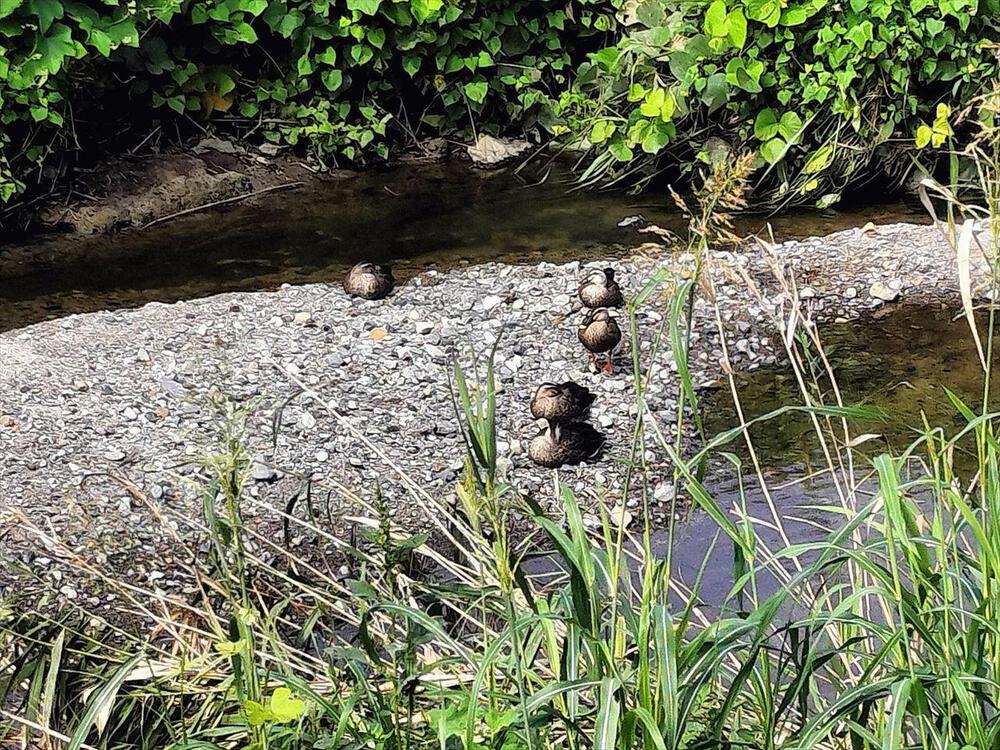 山吹運動公園から源氏川の彼岸花を眺めにの写真4