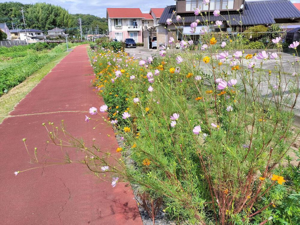 山吹運動公園から源氏川の彼岸花を眺めにの写真5