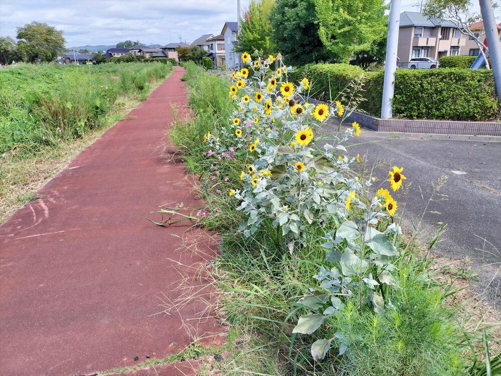 山吹運動公園から源氏川の彼岸花を眺めにの写真6