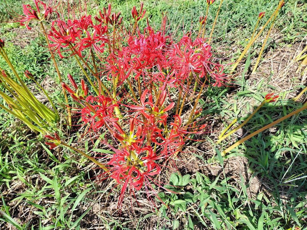山吹運動公園から源氏川の彼岸花を眺めにの写真7