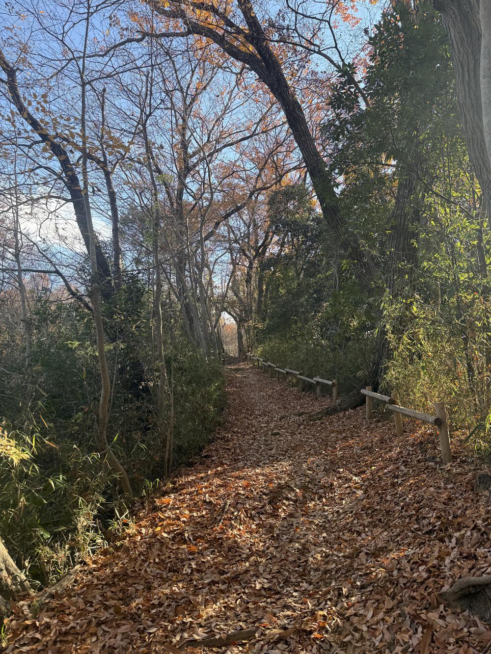 高幡不動からの長沼公園トレイルsetでLSDの写真3