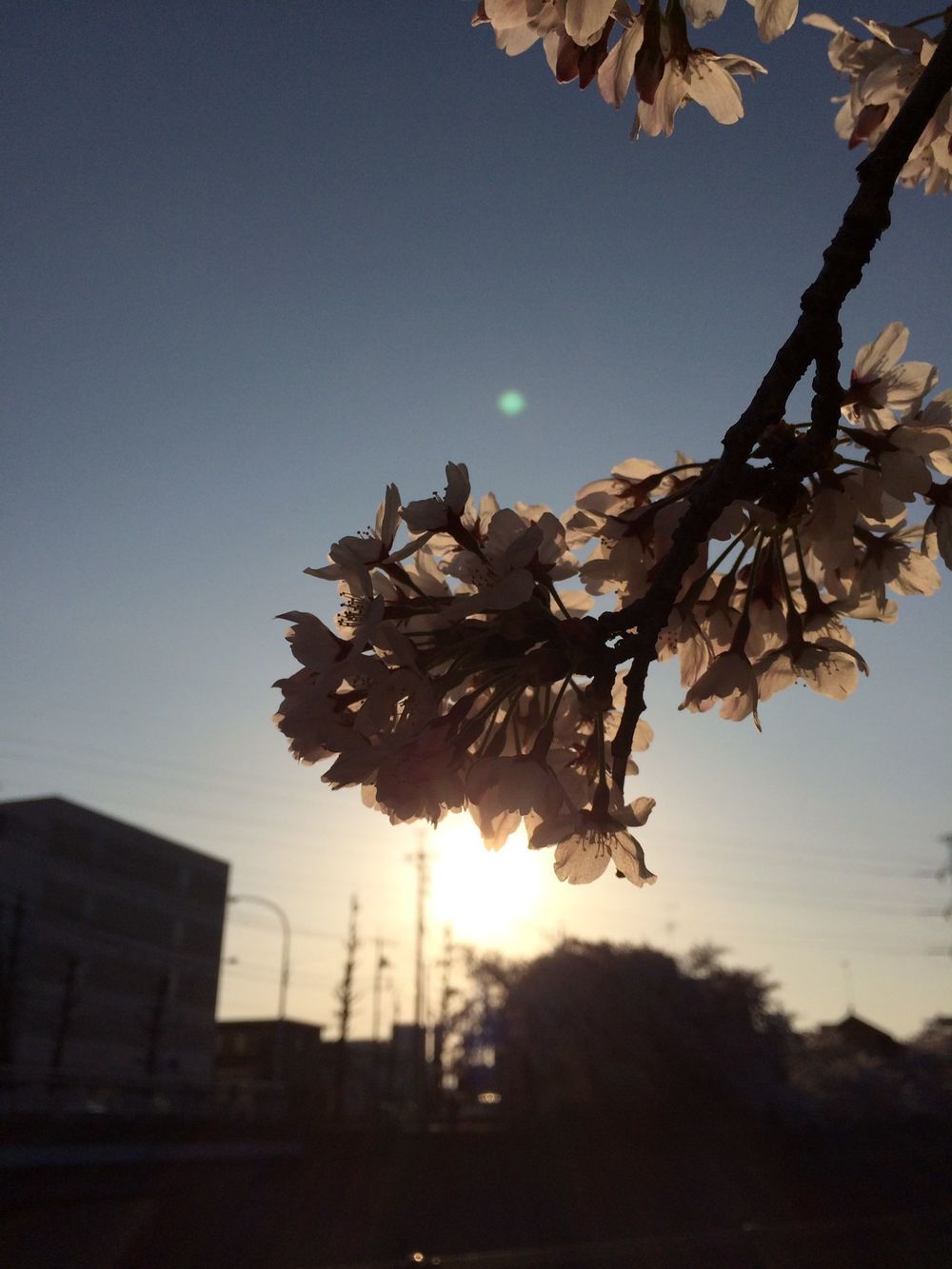 お花見旅ランin根川緑道（立川市）の写真3
