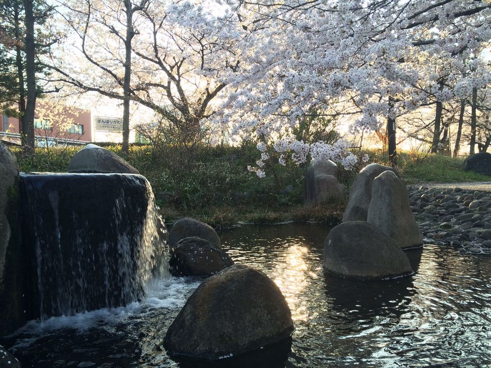 お花見旅ランin根川緑道（立川市）の写真5