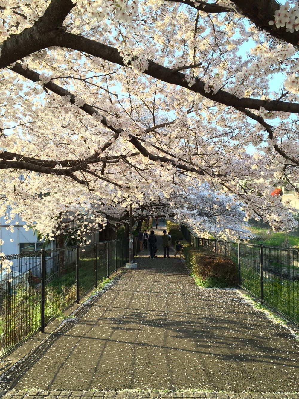 お花見旅ランin根川緑道（立川市）の写真6