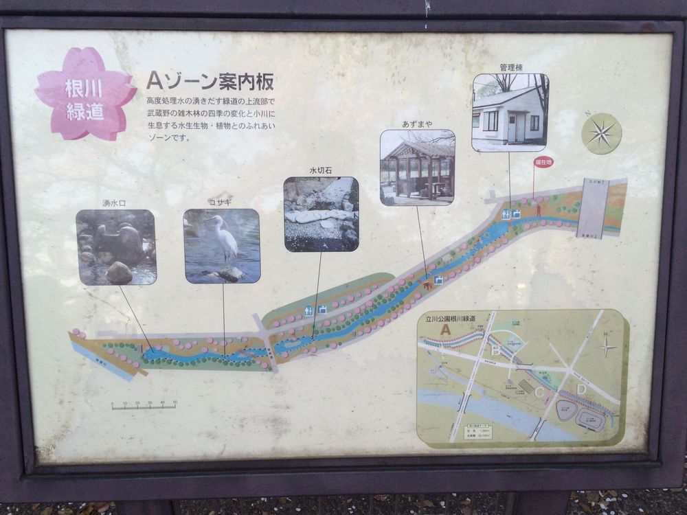 お花見旅ランin根川緑道（立川市）の写真8