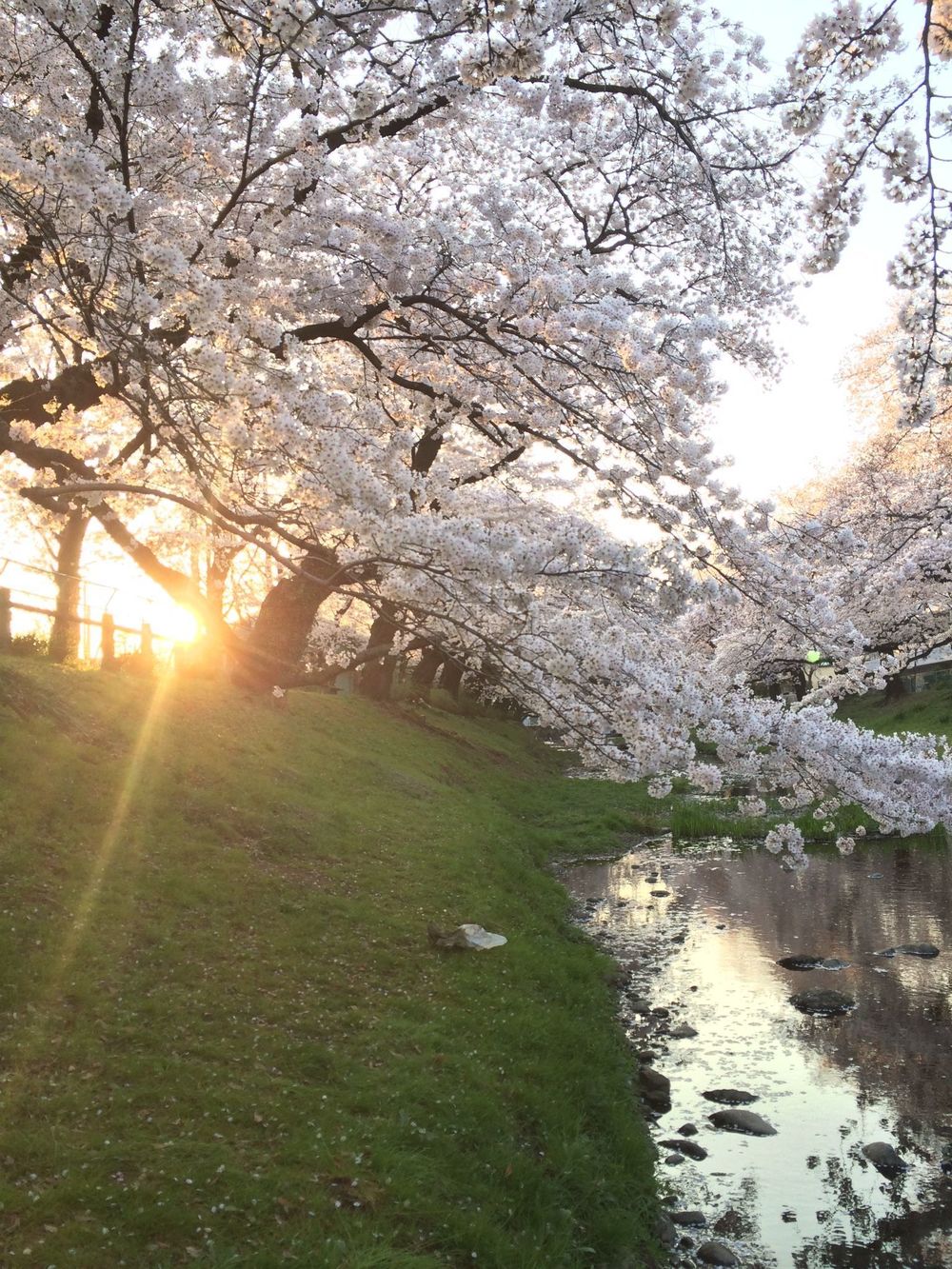 お花見旅ランin根川緑道（立川市）の写真9