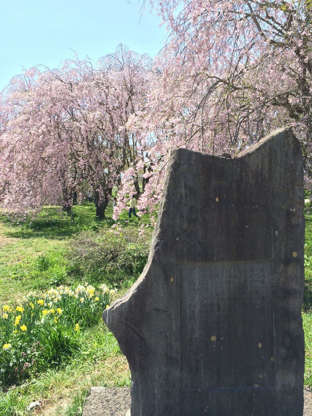 お花見旅ランin北上展勝地の写真5