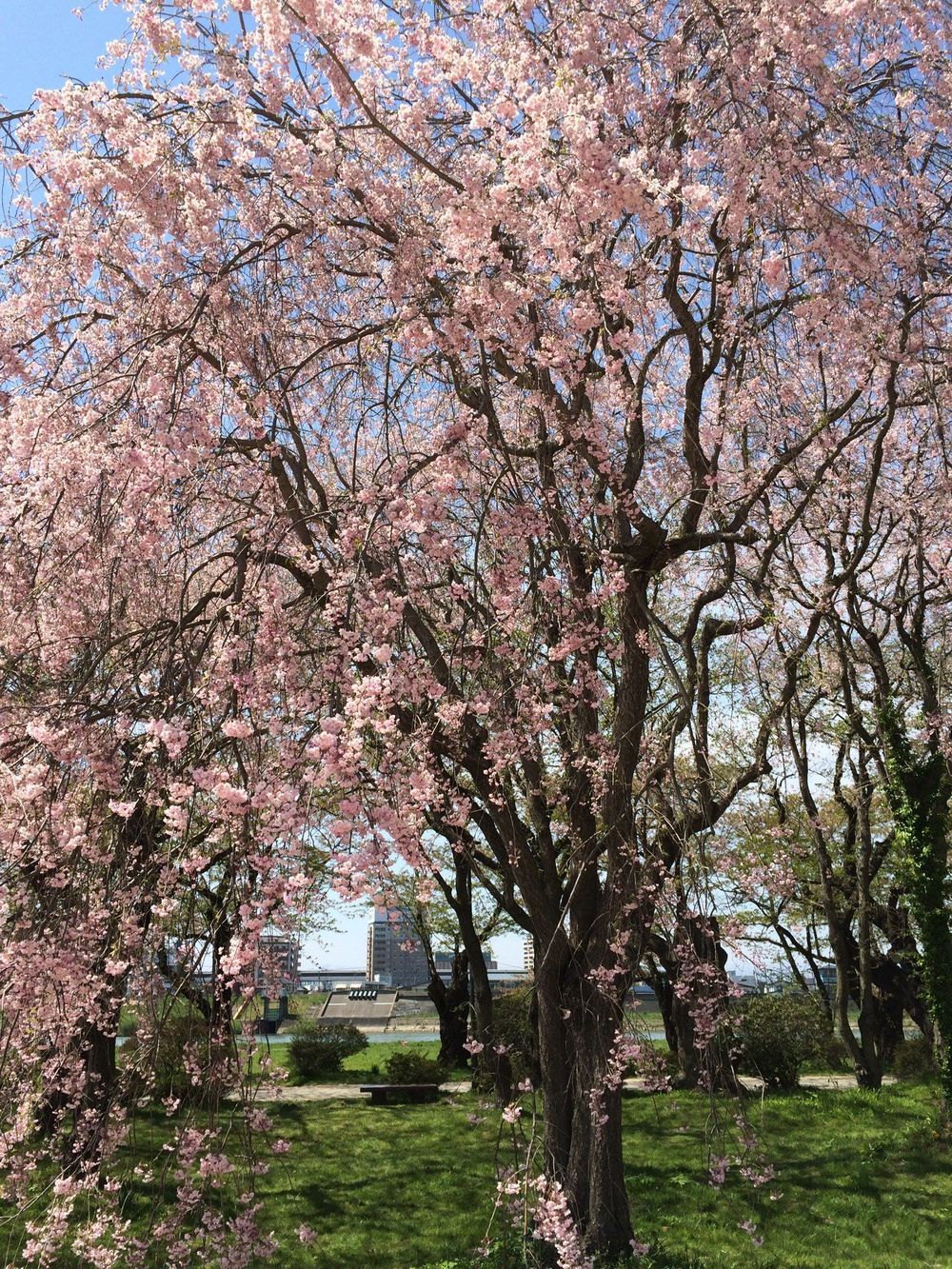 お花見旅ランin北上展勝地の写真6