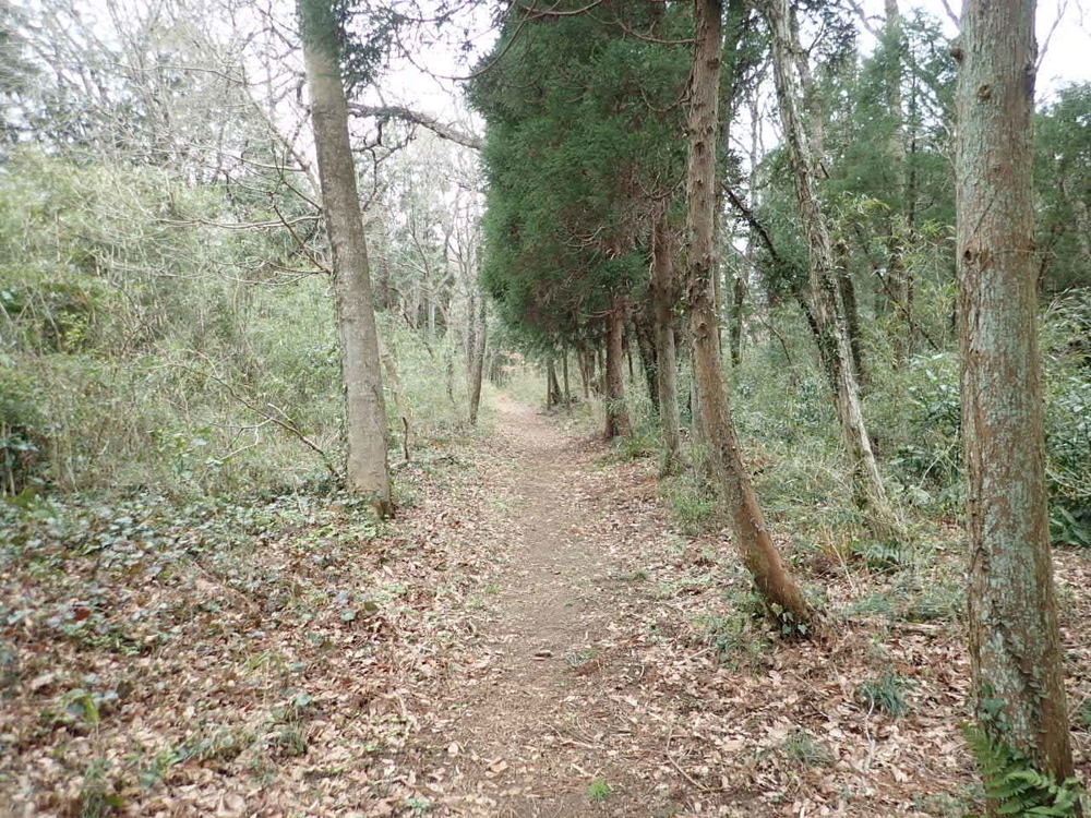 癒しの森「市原米沢の森」の写真3