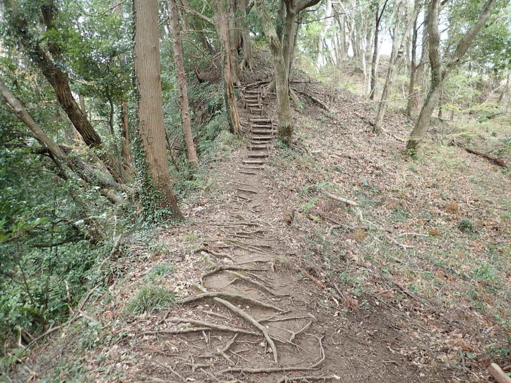 癒しの森「市原米沢の森」の写真4