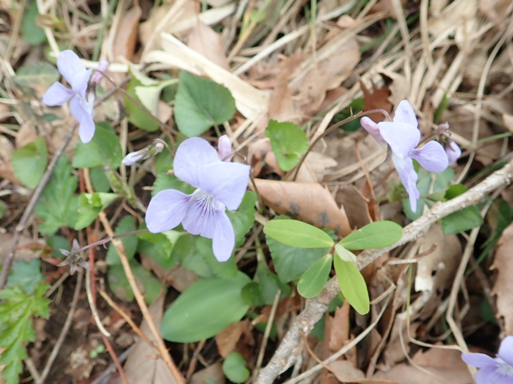 癒しの森「市原米沢の森」の写真5