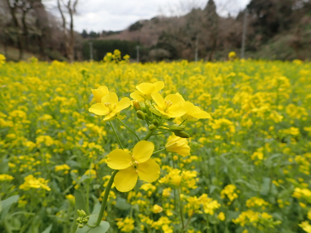 癒しの森「市原米沢の森」の写真6