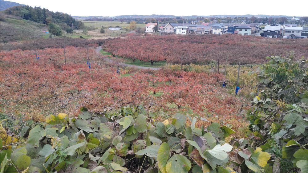 上堰潟公園からニ箇堤、柿団地と巡る、約１０ｋｍのコース。の写真4