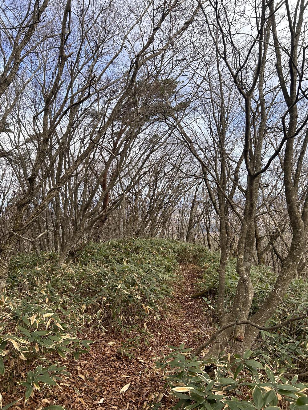 斜度30度越えの急登とふかふかトレイルの写真4