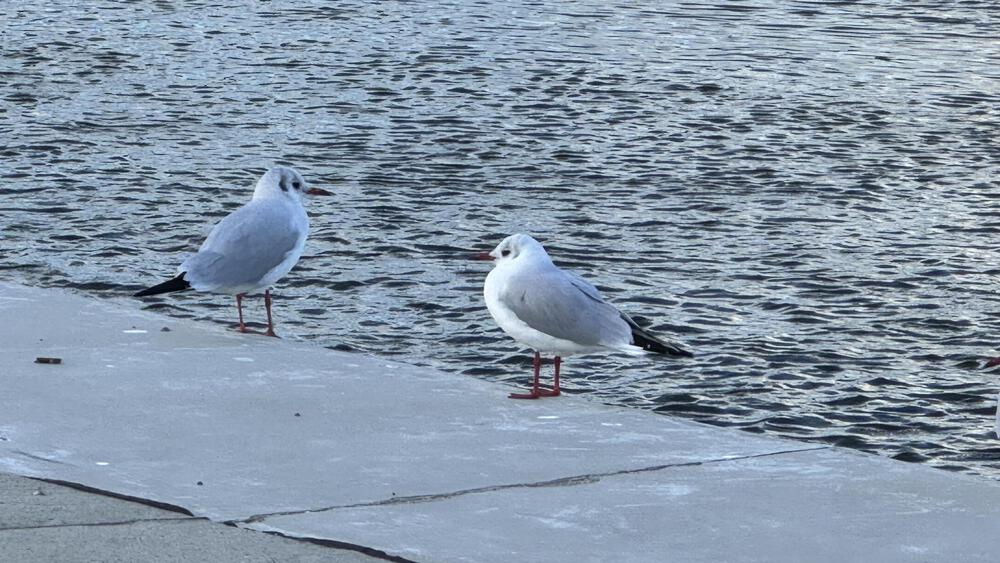 大阪横断大和川下りランの写真8