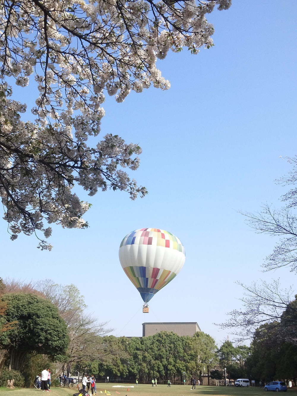 桜ＲＵＮ　所沢航空記念公園の写真3