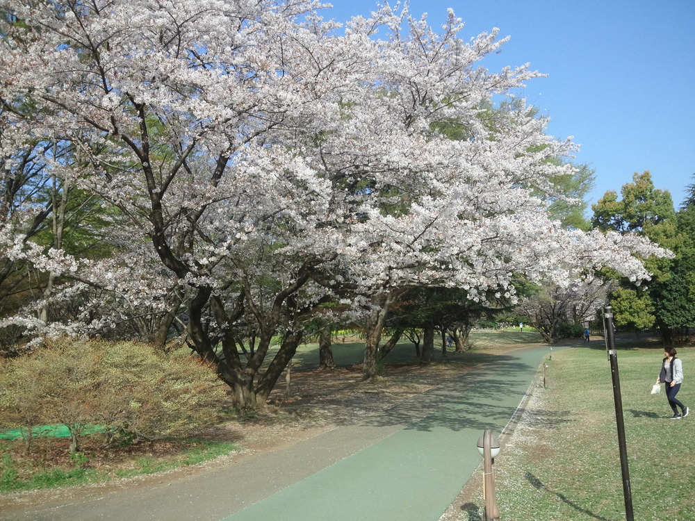 桜ＲＵＮ　所沢航空記念公園の写真7