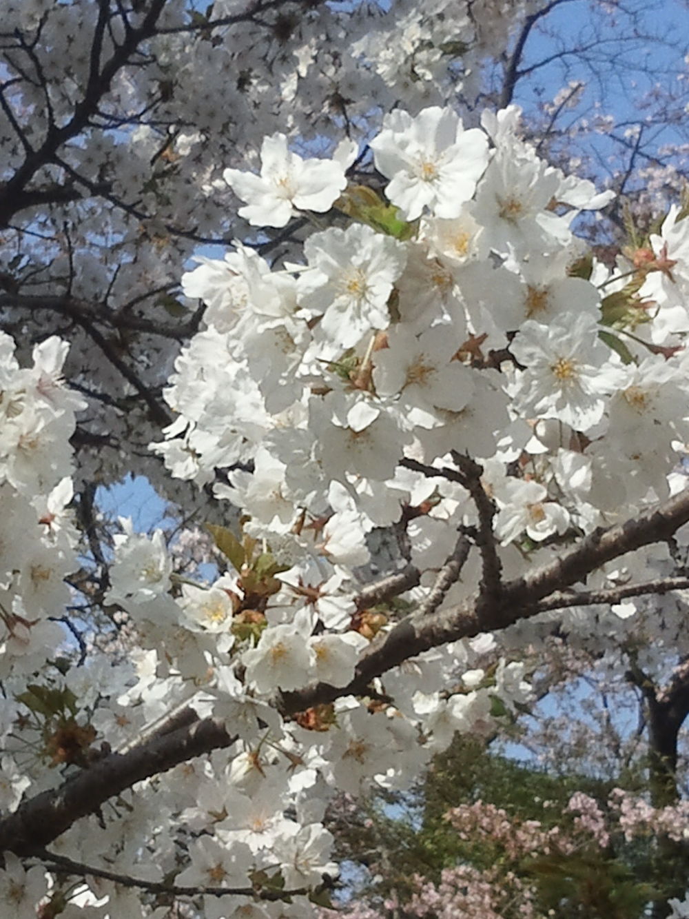 桜ＲＵＮ　所沢航空記念公園の写真8