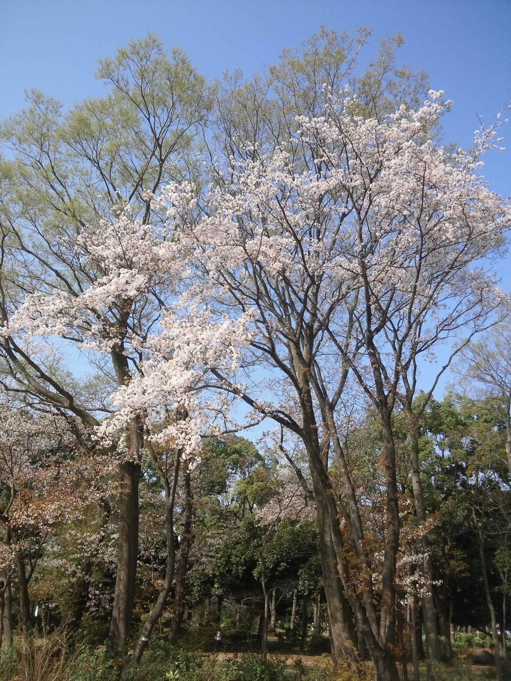 桜ＲＵＮ　所沢航空記念公園の写真9