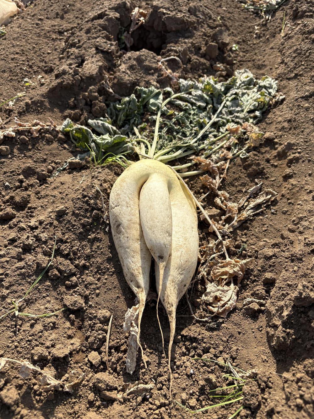 三浦七福神詣の写真16