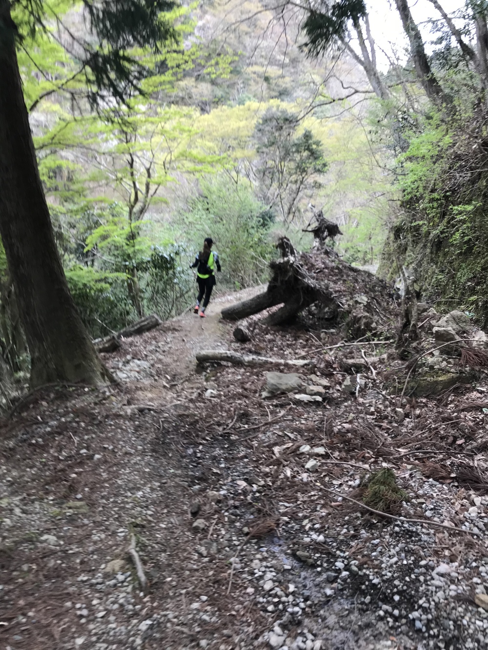 石射太郎登山口〜高宕山ショートコースの写真4