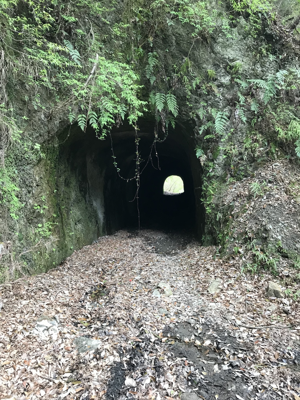 石射太郎登山口〜高宕山ショートコースの写真7