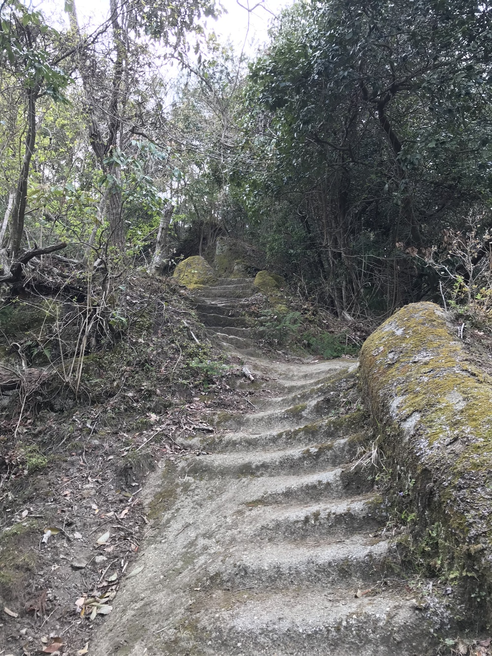 石射太郎登山口〜高宕山ショートコースの写真10