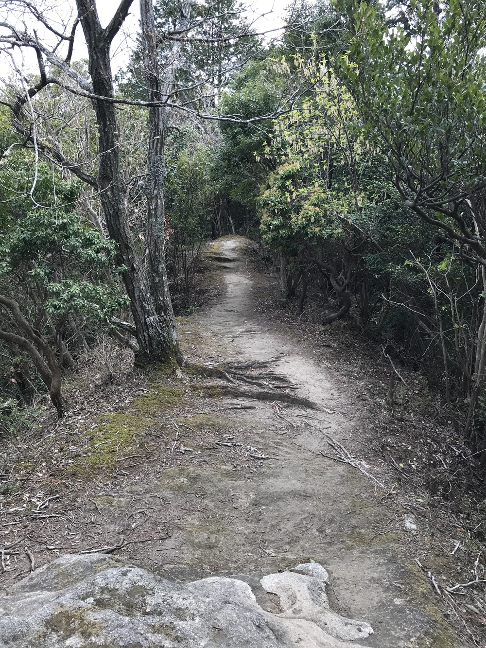 石射太郎登山口〜高宕山ショートコースの写真11