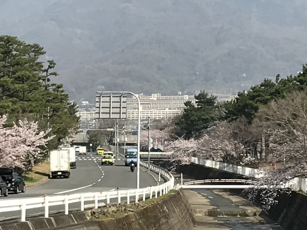 西宮・芦屋・東灘・灘 桜巡りコースの写真3
