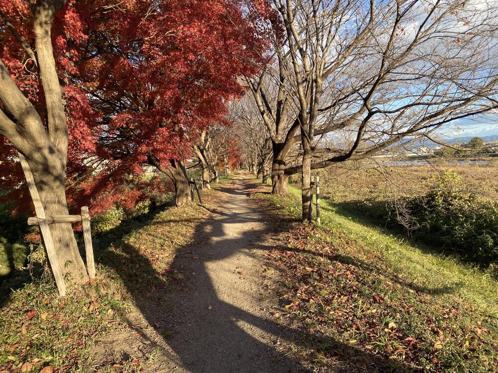 【京都】きぬがけの道+桂川河川敷【寺密集地帯】の写真5