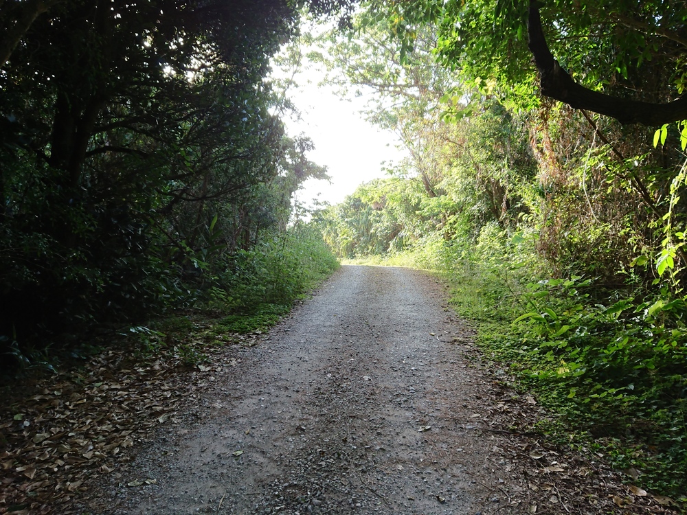 【沖縄】美ら海水族館周辺の周回コースの写真4