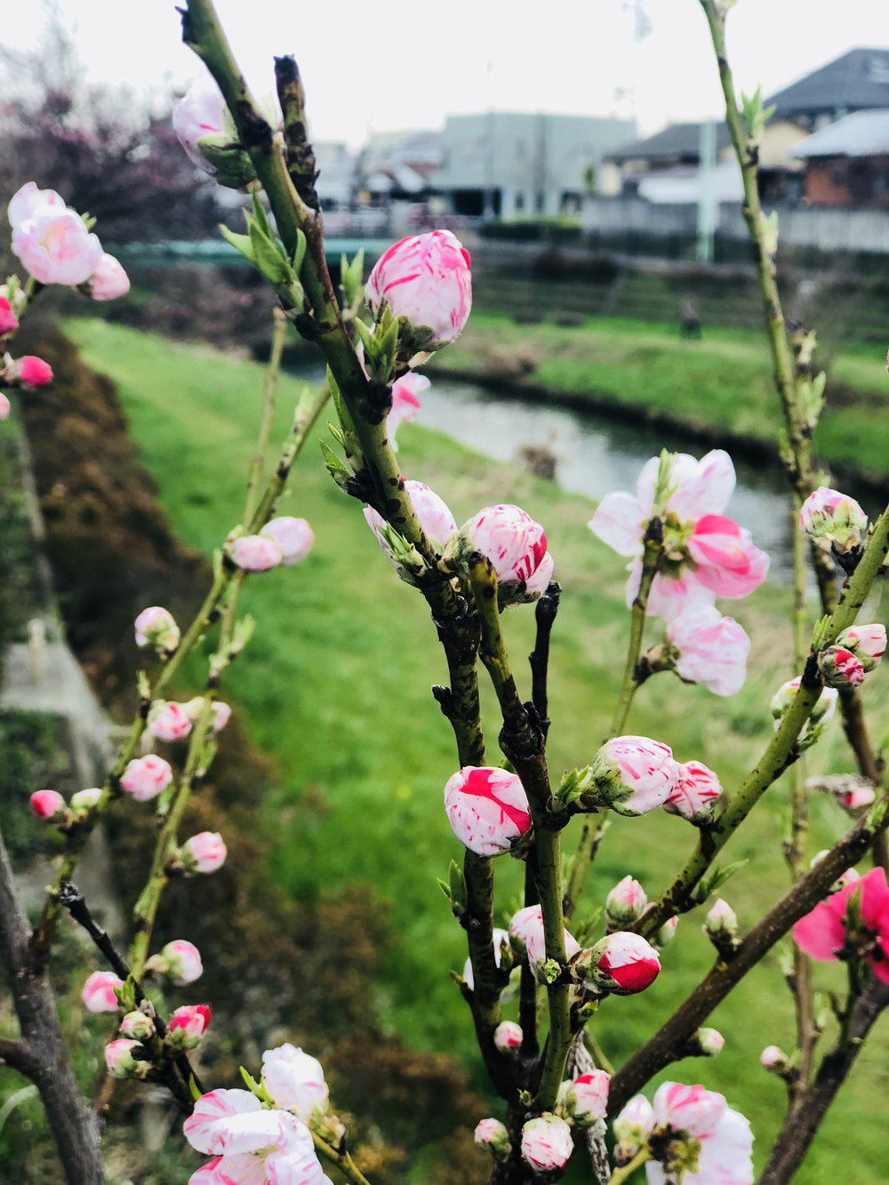 野川（四季を感じる）ロード/トレイルコースの写真9