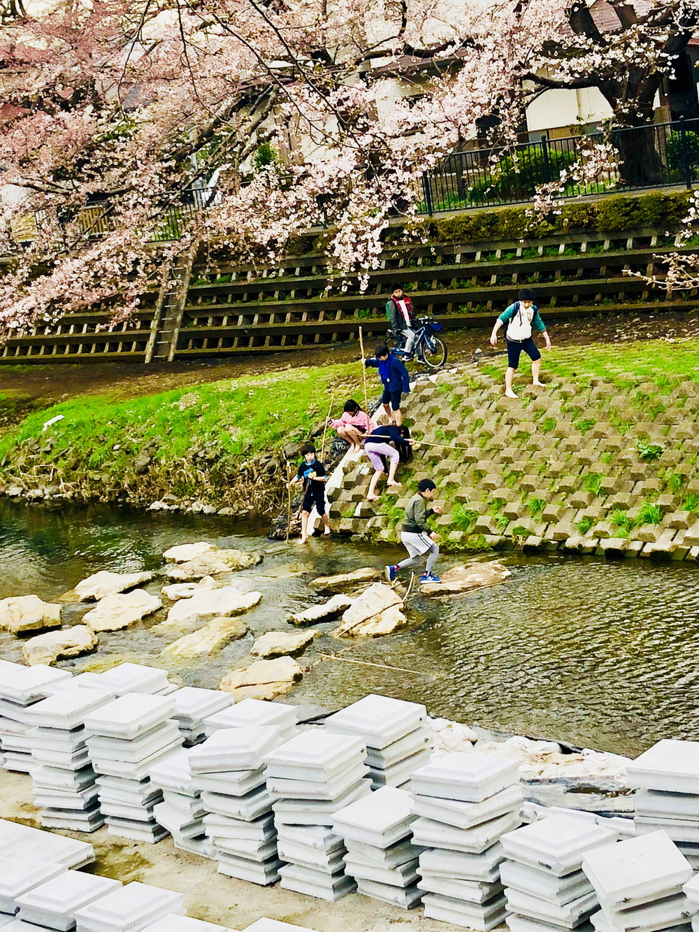 野川（四季を感じる）ロード/トレイルコースの写真10