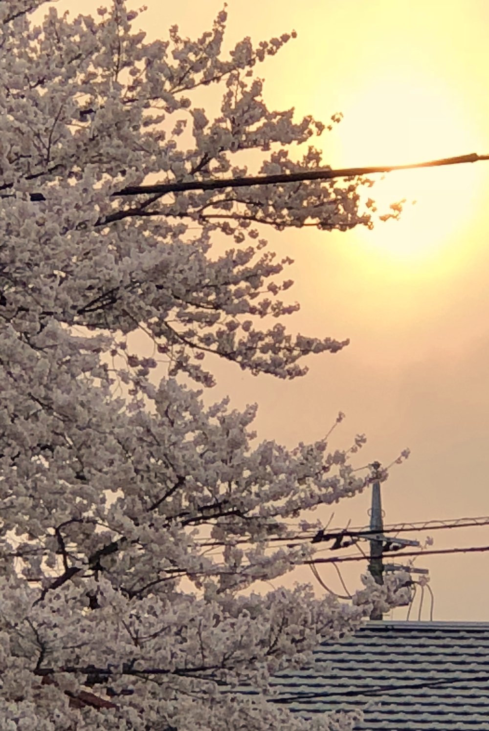 野川（四季を感じる）ロード/トレイルコースの写真12