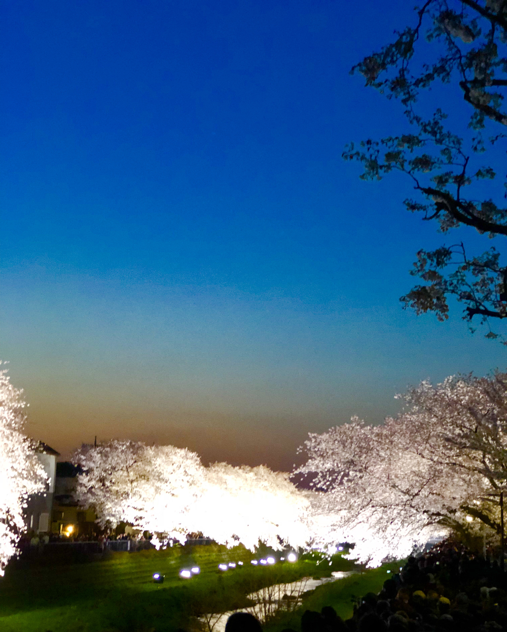 野川（四季を感じる）ロード/トレイルコースの写真13