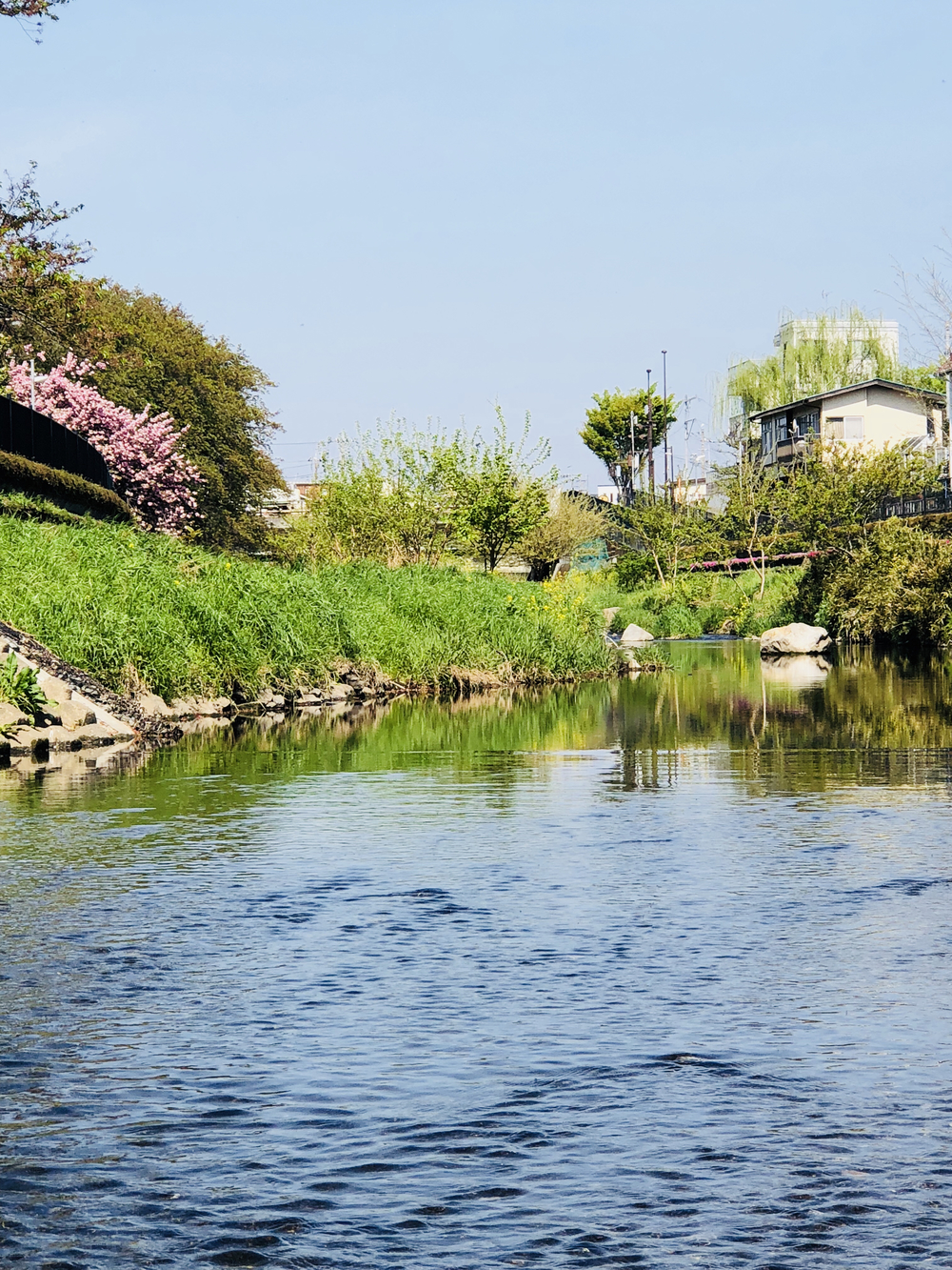 野川（四季を感じる）ロード/トレイルコースの写真15